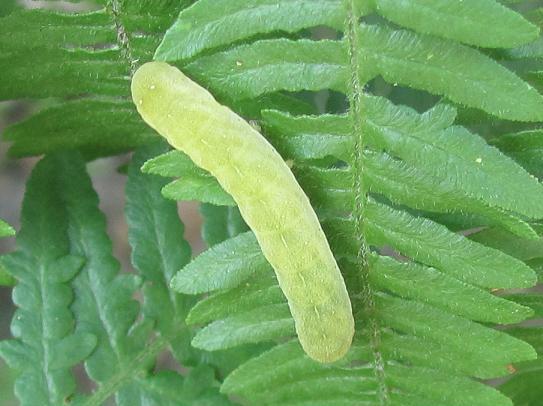 Bruco da ID - Euplexia lucipara